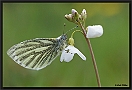 Klein Geaderd Witje, Green-veined White, Pieris napi Location: Wierden, the Netherlands klein geaderd witje D2 5504 kopie